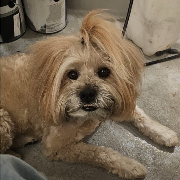 Meet your Posher, Gursharn - Picture 2 of 2